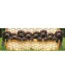 PUZZLE LES CHIOTS 1000 PIECES - COLLECTION PANORAMA - EDUCA - 14530