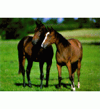 1500 PIECES - COLLECTION ANIMAUX : COUPLE DE CHEVAUX