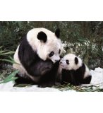 EDUCA - 13768 - PUZZLE - PANDAS - 1000 PIECES