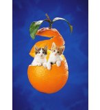 PUZZLE 2 CHATS DANS UNE ORANGE 260 PIECES - CLEMENTONI - 21103C