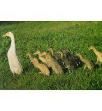 PUZZLE ANIMAUX DE LA FERME : LES OIES 200 PIECES