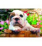 PUZZLE BULL DOG 500 PIECES - EDUCA - 13759