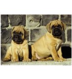 PUZZLE CHIEN : AMOUR DE CHIOTS 1000 PIECES - COLLECTION ANIMAUX - NATHAN - 875344