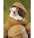 PUZZLE CHIEN DANS UNE NOIX 260 PIECES - CLEMENTONI - 21103B