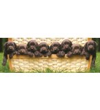 PUZZLE LES CHIOTS 1000 PIECES - COLLECTION PANORAMA - EDUCA - 14530