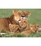 PUZZLE LIONNE ET SES PETITS 500 PIECES - EDUCA - 14111