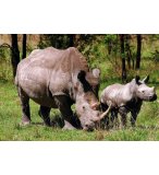 PUZZLE RHINOCEROS 1000 PIECES - COLLECTION ANIMAUX - PLAY NOW - 8884