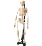 SQUELETTE HUMAIN A ASSEMBLER 38 CM - ANATOMIE - EDU TOYS