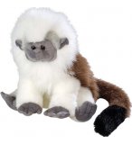 SINGE COLOBUS