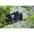 PUZZLE SINGES 1000 PIECES - COLLECTION ANIMAUX - PLAY NOW - 8777