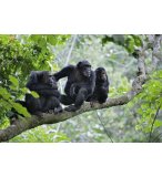 PUZZLE SINGES 1000 PIECES - COLLECTION ANIMAUX - PLAY NOW - 8777