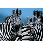 PUZZLE ZEBRES AMUSANTS 1000 PIECES - COLLECTION NATIONAL GEOGRAPHIC - RAVENSBURGER - 153114
