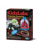ORGANES HUMAINS - KIDZLABS 4M - KIT SCIENTIFIQUE ANATOMIE