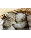 PUZZLE 2 MIGNONS CHATONS DANS UNE CORBEILLE 500 PIECES - COLLECTION ANIMAUX - EDUCA - 19004