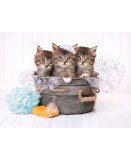 PUZZLE 3 CHATONS DANS UNE BASSINE 500 PIECES - COLLECTION ANIMAUX - CLEMENTONI - 35065