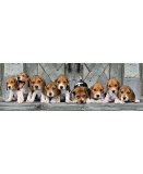 PUZZLE CHIENS : BEAGLES 1000 PIECES - COLLECTION PANORAMA ANIMAUX - CLEMENTONI - 39435