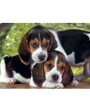 PUZZLE CHIENS BEAGLES : DEUX CHIOTS 500 PIECES - COLLECTION ANIMAUX - CLEMENTONI - 30289