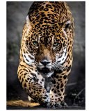 PUZZLE LA MARCHE DU JAGUAR 1000 PIECES - COLLECTION ANIMAUX SAUVAGES - CLEMENTONI - 39326