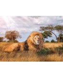 PUZZLE LE LION DANS LA SAVANE 1000 PIECES - COLLECTION ANIMAUX SAUVAGES - CLEMENTONI - 39479