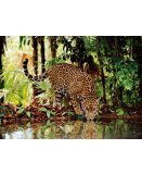 PUZZLE LEOPARD DANS LA JUNGLE 2000 PIECES - COLLECTION ANIMAUX SAUVAGE - CLEMENTONI - 32537