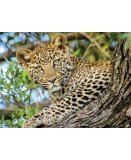 PUZZLE LES YEUX DU LEOPARD - 500 PIECES - COLLECTION ANIMAUX SAUVAGE - NATHAN - 871315