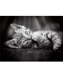 PUZZLE PETIT CHAT GRIS COUCHE 1000 PIECES - COLLECTION ANIMAUX - CLEMENTONI - 39950