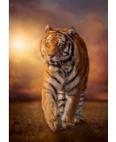 PUZZLE TIGRE DANS LA SAVANE 1500 PIECES - COLLECTION ANIMAUX SAUVAGES - CLEMENTONI 31806