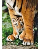 PUZZLE TIGRE DU BENGALE ET SON BEBE 500 PIECES - COLLECTION ANIMAUX SAUVAGES - CLEMENTONI - 35046