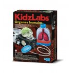 ORGANES HUMAINS - KIDZLABS 4M - KIT SCIENTIFIQUE ANATOMIE