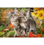PUZZLE 2 ADORABLES CHATONS DANS LA NATURE - 1500 PIECES COLLECTION ANIMAUX FAMILIERS - CASTORLAND - 151899