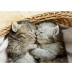 PUZZLE 2 MIGNONS CHATONS DANS UNE CORBEILLE 500 PIECES - COLLECTION ANIMAUX - EDUCA - 19004