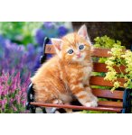 PUZZLE CHAT ROUX ASSIS SUR UN BANC 500 PIECES - COLLECTION TENDRESSE