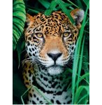 PUZZLE JAGUAR DANS LA FORET 500 PIECES - COLLECTION SAUVAGES - CLEMENTONI - 35127