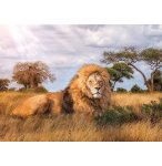 PUZZLE LE LION DANS LA SAVANE 1000 PIECES - COLLECTION ANIMAUX SAUVAGES - CLEMENTONI - 39479