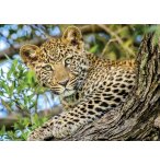 PUZZLE LES YEUX DU LEOPARD - 500 PIECES - COLLECTION ANIMAUX SAUVAGE - NATHAN - 871315