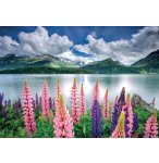 PUZZLE LUPINS SUR LES RIVES DU LAC DE SILS 1500 PIECES - COLLECTION PAYSAGE SUISSE - EDUCA - 19271