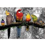 PUZZLE PERROQUETS DANS LA JUNGLE 500 PIECES - COLLECTION OISEAUX - EDUCA - 17984