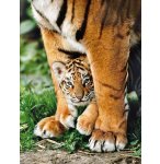 PUZZLE TIGRE DU BENGALE ET SON BEBE 500 PIECES - COLLECTION ANIMAUX SAUVAGES - CLEMENTONI - 35046