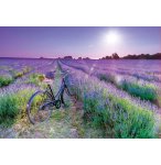 PUZZLE VELO DANS UN CHAMP DE LAVANDE 1000 PIECES - COLLECTION PAYSAGE - EDUCA 19255