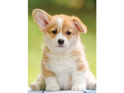 PUZZLE ADORABLE CHIEN CORGI 500 PIECES - COLLECTION TENDRESSE ANIMAUX - NATHAN - 871353