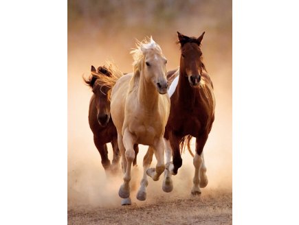 PUZZLE CHEVAUX QUI COURENT EN LIBERTE 1000 PIECES - COLLECTION ANIMAUX SAUVAGES - CLEMENTONI - 39168