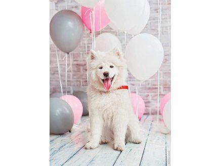 PUZZLE CHIEN SAMOYEDE 500 PIECES - COLLECTION TENDRESSE ANIMAUX - NATHAN - 872428
