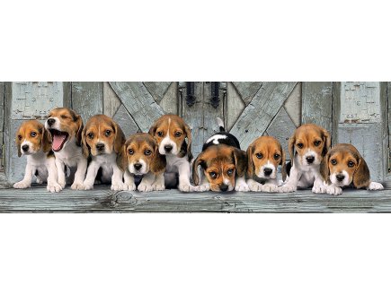 PUZZLE CHIENS : BEAGLES 1000 PIECES - COLLECTION PANORAMA ANIMAUX - CLEMENTONI - 39435