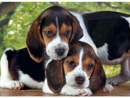 PUZZLE CHIENS BEAGLES : DEUX CHIOTS 500 PIECES - COLLECTION ANIMAUX - CLEMENTONI - 30289