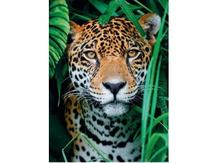 PUZZLE JAGUAR DANS LA FORET 500 PIECES - COLLECTION SAUVAGES - CLEMENTONI - 35127