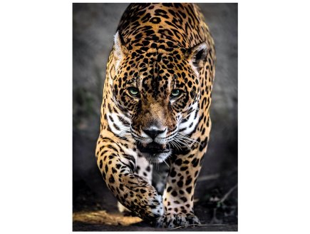 PUZZLE LA MARCHE DU JAGUAR 1000 PIECES - COLLECTION ANIMAUX SAUVAGES - CLEMENTONI - 39326