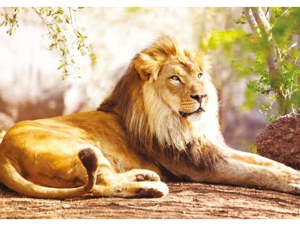 PUZZLE LE ROI DES ANIMAUX : LION COUCHE - 1500 PIECES COLLECTION VIE SAUVAGE - NATHAN - 87815