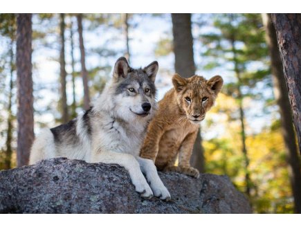 Puzzle loup et le lion - 500 pieces - collection  animaux sauvages - Nathan - 873159
