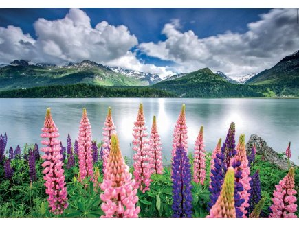 PUZZLE LUPINS SUR LES RIVES DU LAC DE SILS 1500 PIECES - COLLECTION PAYSAGE SUISSE - EDUCA - 19271