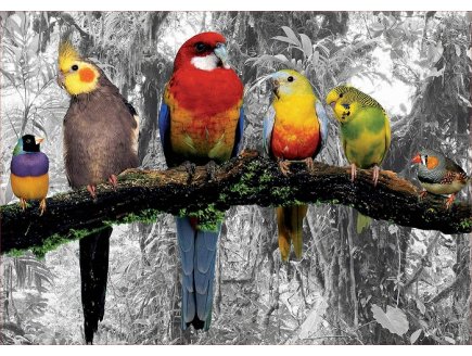 PUZZLE PERROQUETS DANS LA JUNGLE 500 PIECES - COLLECTION OISEAUX - EDUCA - 17984